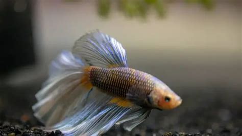Best Betta Fish Food: Full Guide To Selecting.